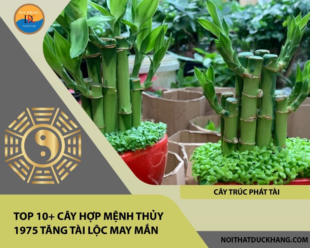Cây trúc phát tài mang lại may mắn và thịnh vượng