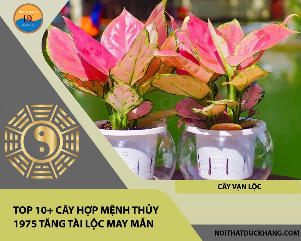 Cây vạn lộc mang lại tài lộc và phú quý