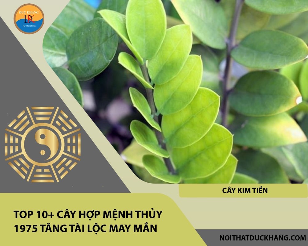 Cây kim tiền mang tài lộc cho người mệnh Thủy