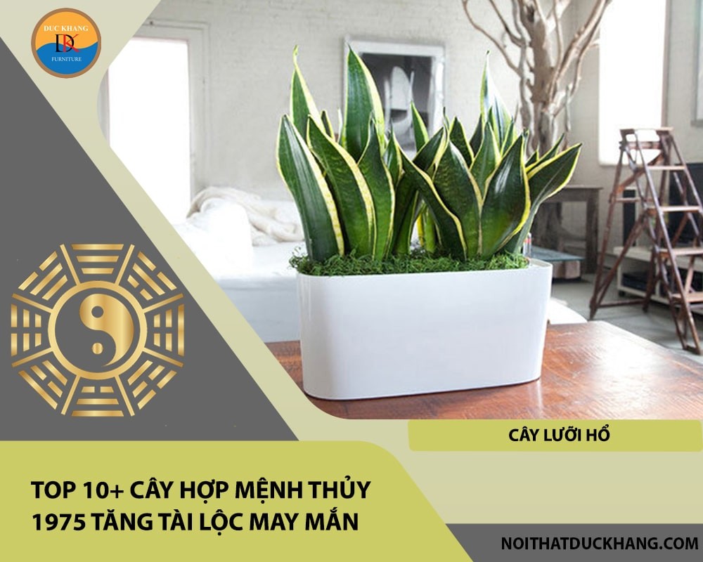 Cây lưỡi hổ mang may mắn và tài lộc