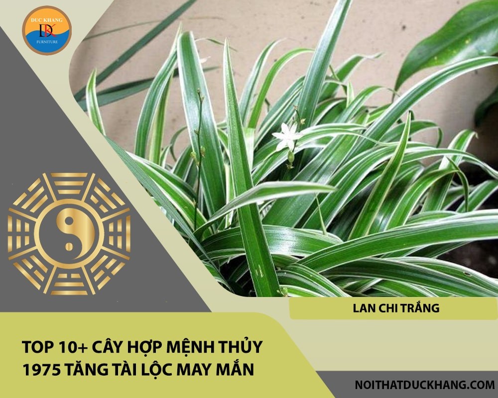 Cây lan chi trắng mang lại may mắn và không khí trong lành