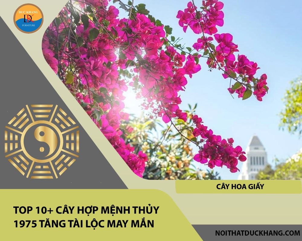 Cây hoa giấy mang bình an và hạnh phúc