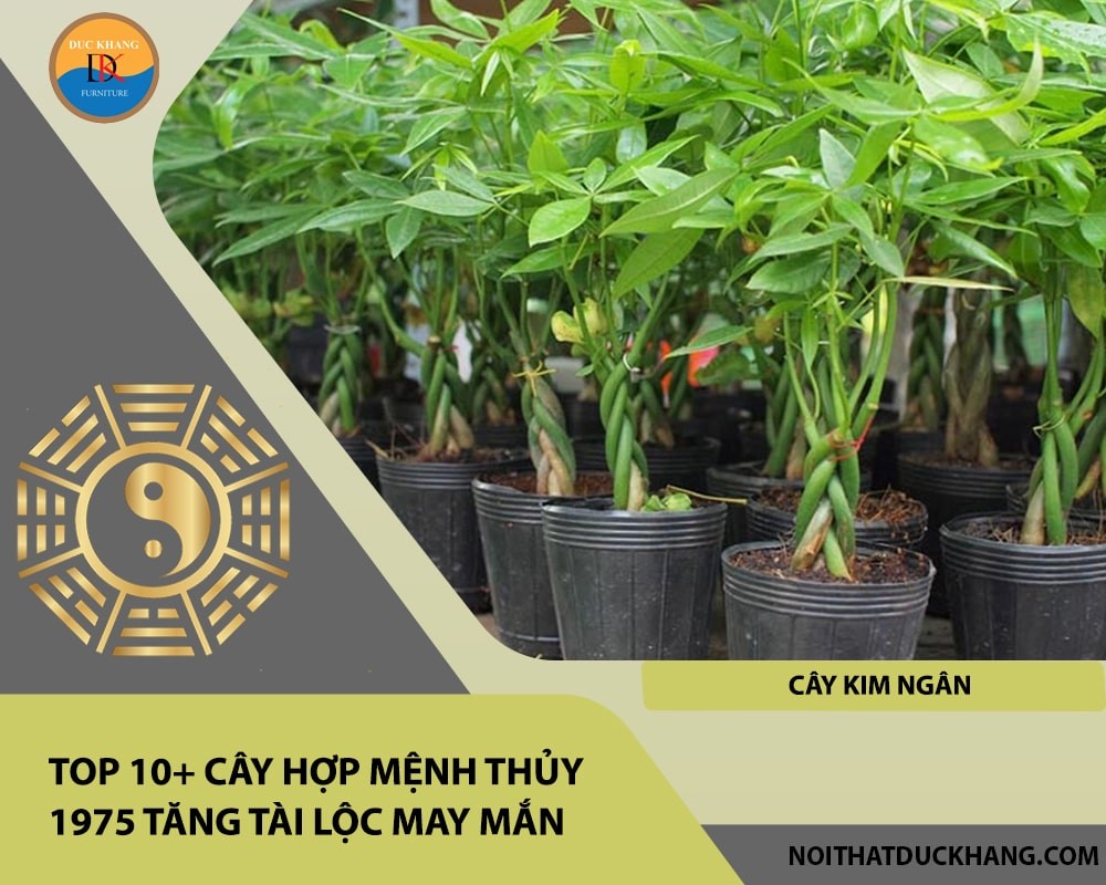 Cây kim ngân biểu tượng của sự giàu có