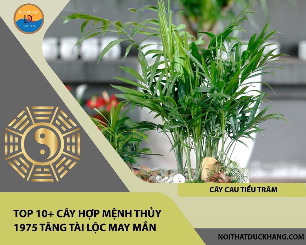 Cây cau tiểu trâm mang lại may mắn và bình an