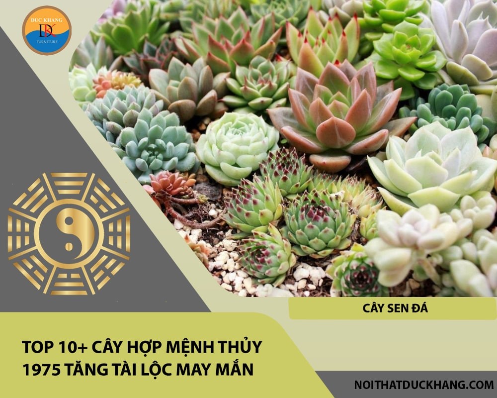 Cây sen đá thu hút may mắn và tài lộc