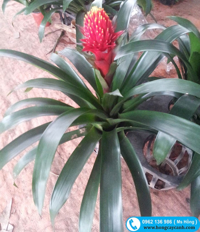 Cây Ngọn Đuốc đỏ trồng dịp Tết.