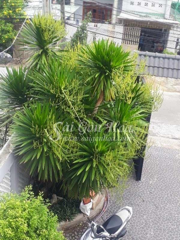 Cây phát tài núi khoe sắc dưới ánh nắng.