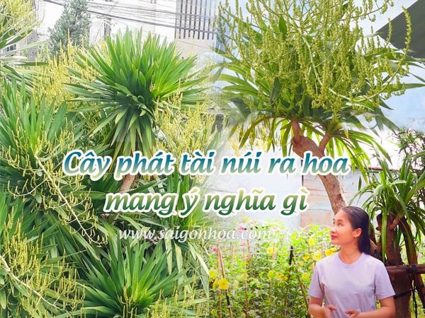Cây phát tài núi ra hoa với ý nghĩa đặc biệt.