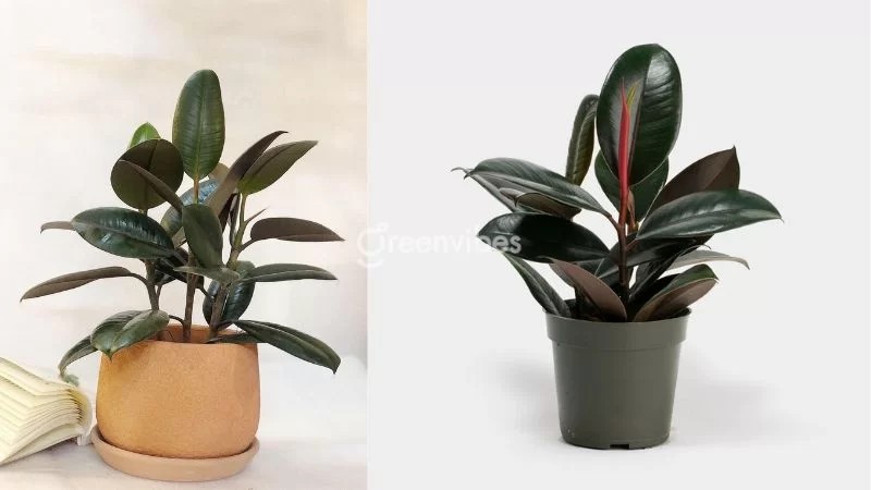 Cây đa búp đỏ với tán lá tròn bóng mượt, mang lại sức sống tươi mới - Greenvibes