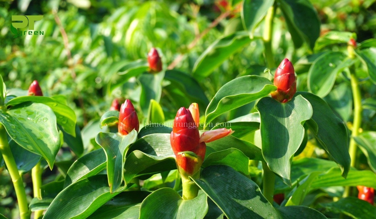 Cây Phúc Lộc Thọ: Ý Nghĩa, Đặc Điểm và Cách Chăm Sóc Để Mang Tài Lộc Về Nhà cay phuc loc tho 1