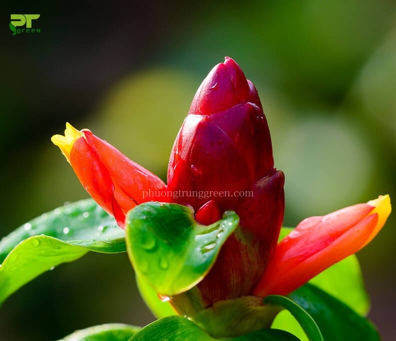 Cận cảnh lá và hoa của cây Phúc Lộc Thọ.