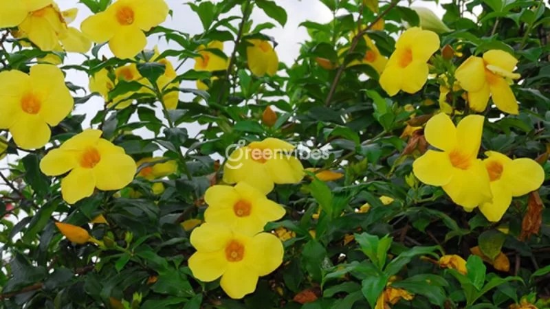 Hoa hoàng thảo với hoa màu vàng nhỏ như quả chuông - Greenvibes
