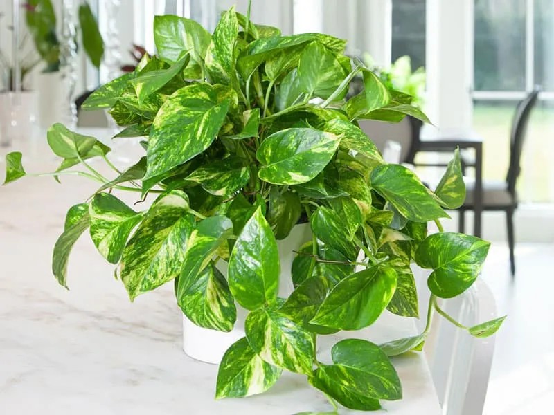 Cây trầu bà trồng thủy sinh cần nước ngập hai phần bộ rễ và cần thay nước mới mỗi tuần