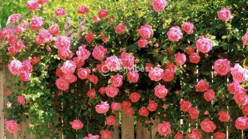 Hoa hồng leo mang vẻ đẹp lãng mạn, tượng trưng cho tình yêu đẹp - Greenvibes