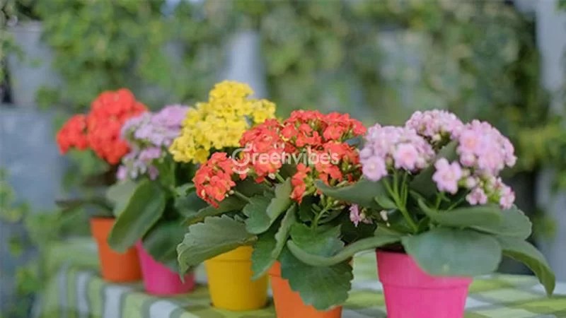 Cây sống đời với khả năng giữ nước tốt, chịu hạn và nắng nóng - Greenvibes