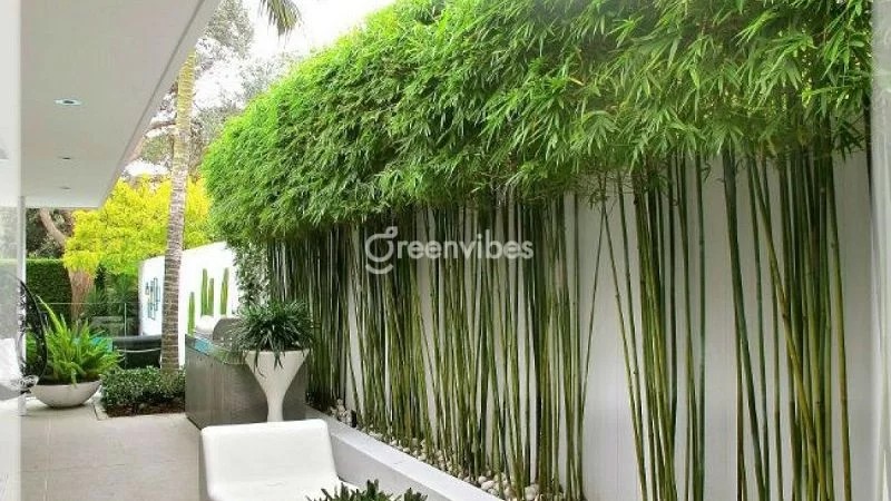 Cây trúc quân tử với thân cây chắc khỏe, dẻo dai - Greenvibes