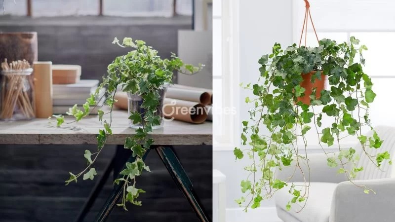 Cây thường xuân với lá xanh ngắt, giúp thanh lọc không khí - Greenvibes