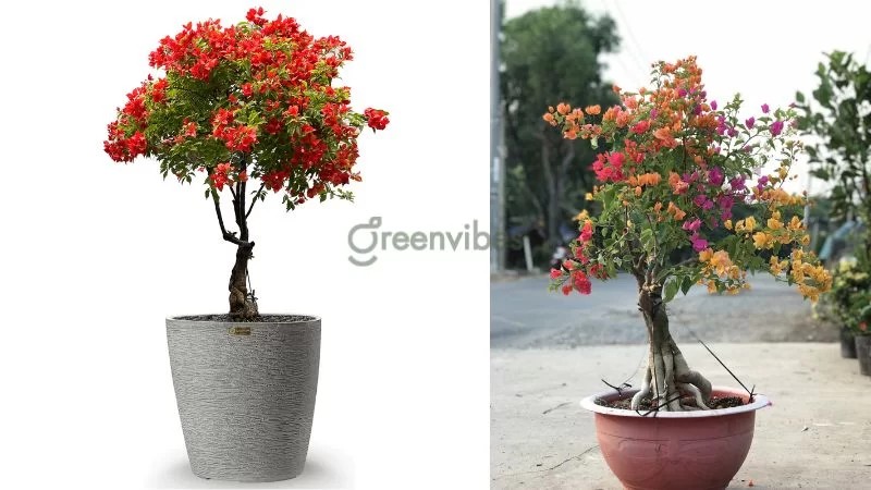 Cây hoa giấy với sức sống mạnh mẽ, cho hoa rực rỡ - Greenvibes