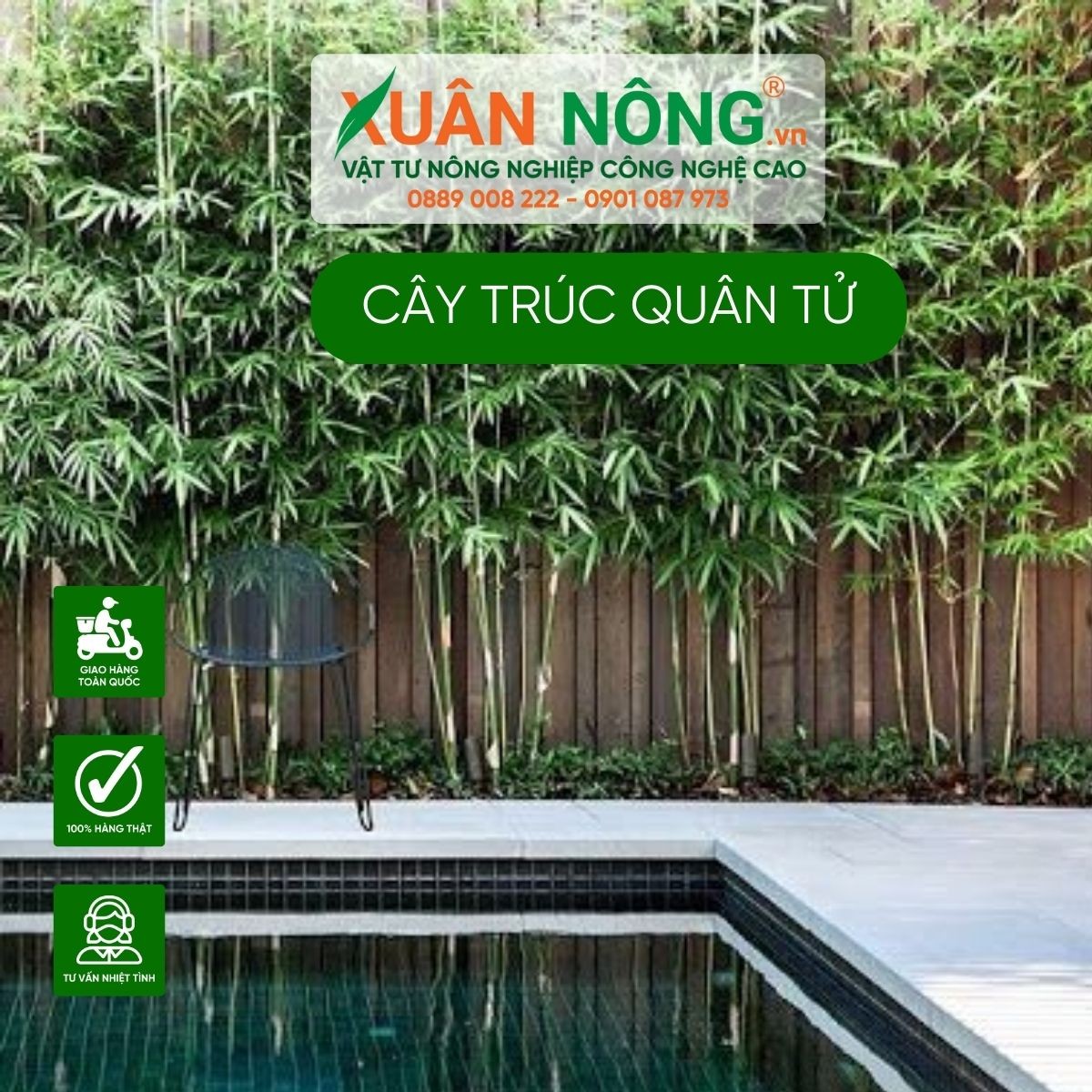 Cây trúc quân tử với ý nghĩa phong thủy sâu sắc
