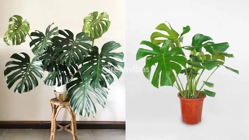 Trầu bà lá xẻ với tán lá lớn, màu xanh bắt mắt - Greenvibes