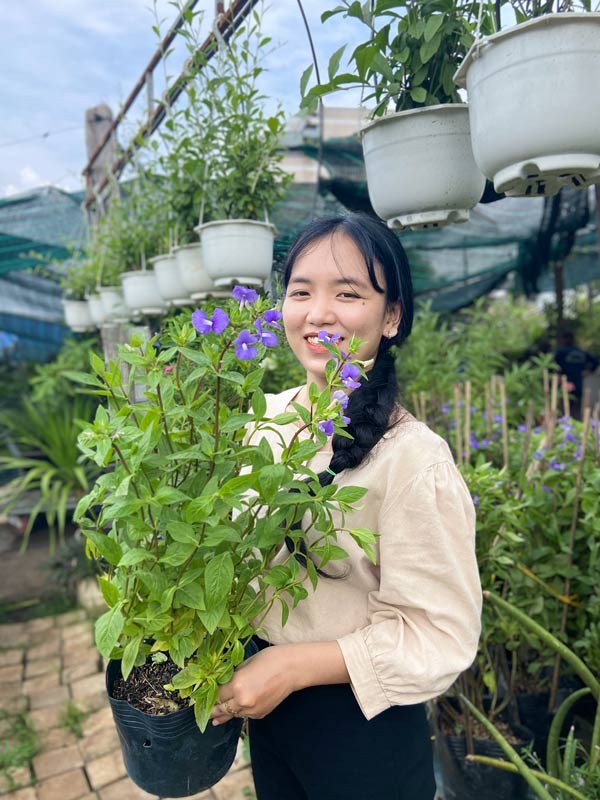 Cây bướm xanh với những chùm hoa tím rực rỡ