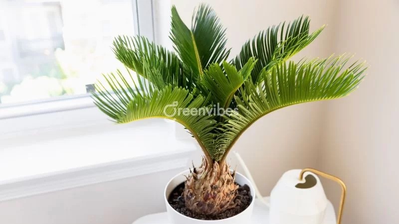 Cây vạn tuế có thể chịu được nhiệt độ cao - Greenvibes