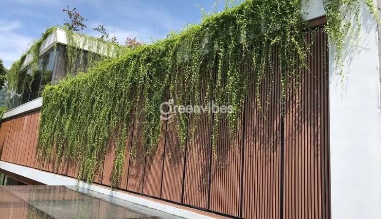 Cây cúc tần với lá xanh mướt, rủ xuống như chiếc rèm - Greenvibes