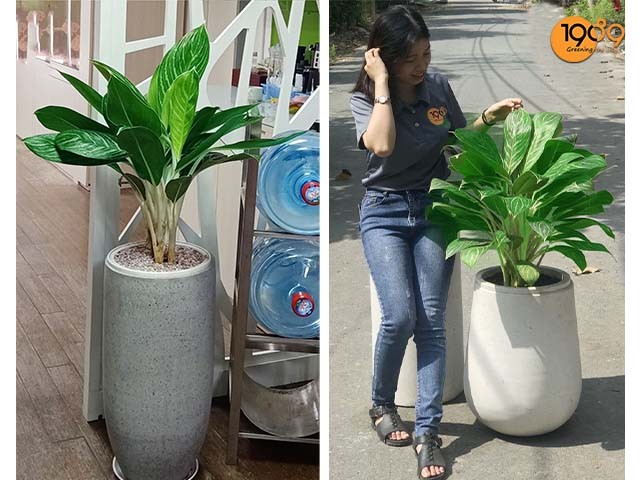 Chậu Bạch Mã Hoàng Tử để sàn tại TP.HCM, phù hợp nhiều không gian.