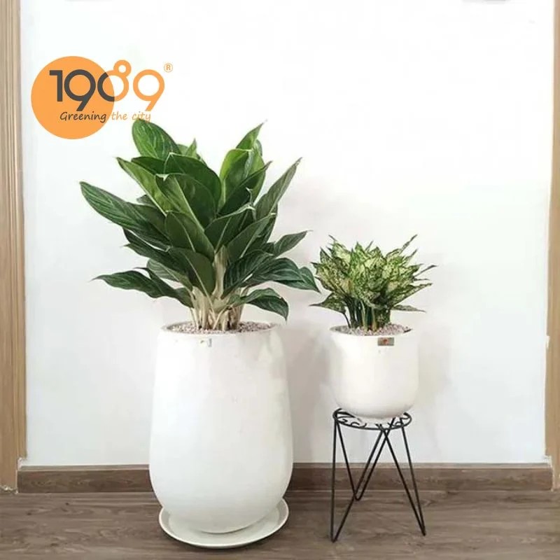 Cây Bạch Mã Hoàng Tử với dáng cây thanh tao, lá xanh bóng viền trắng.