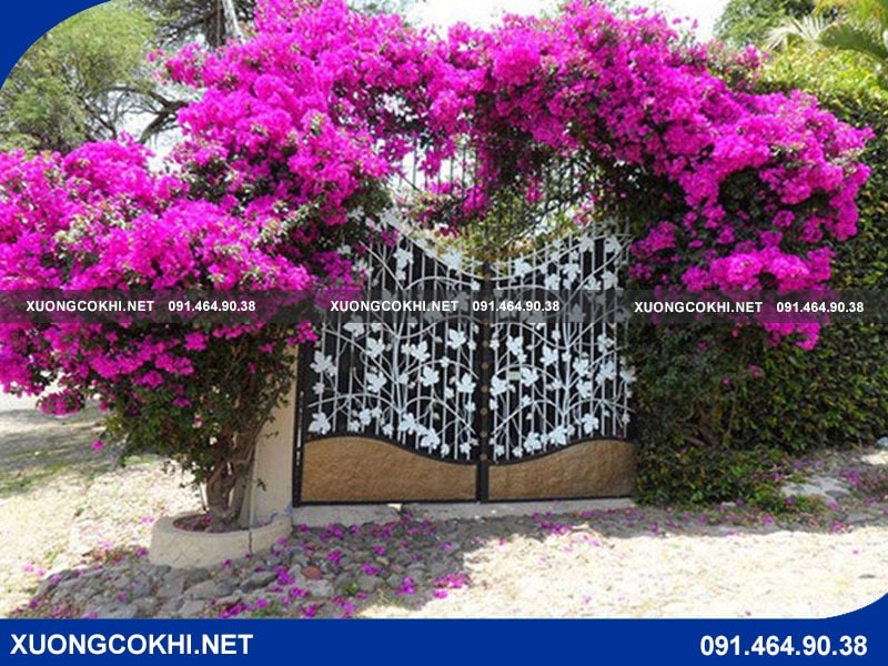 Mẫu cổng sắt hoa giấy trang nhã