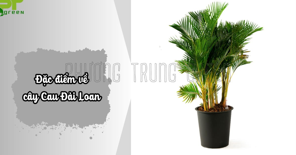 dac diem cay cau dai loan 1