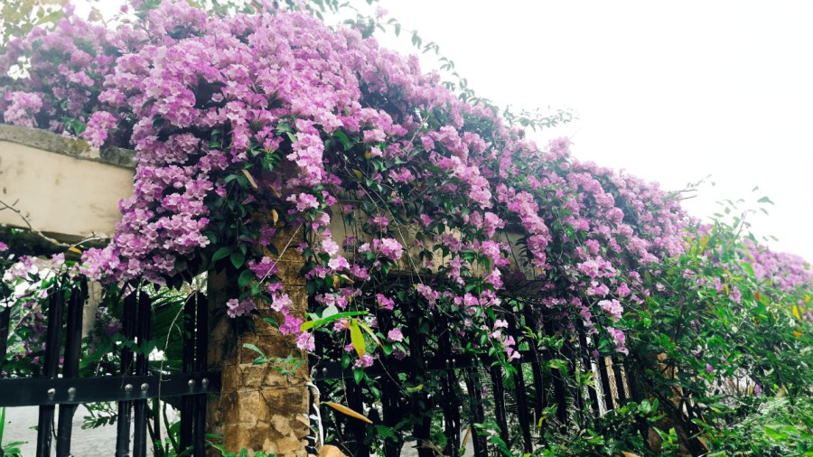 Cận cảnh giàn hoa lan tỏi tím rực rỡ