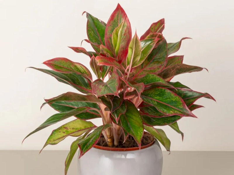 Gia chủ mệnh Hỏa nên ưu tiên lựa chọn những loại cây có sắc đỏ, hồng hoặc tím rực rỡ