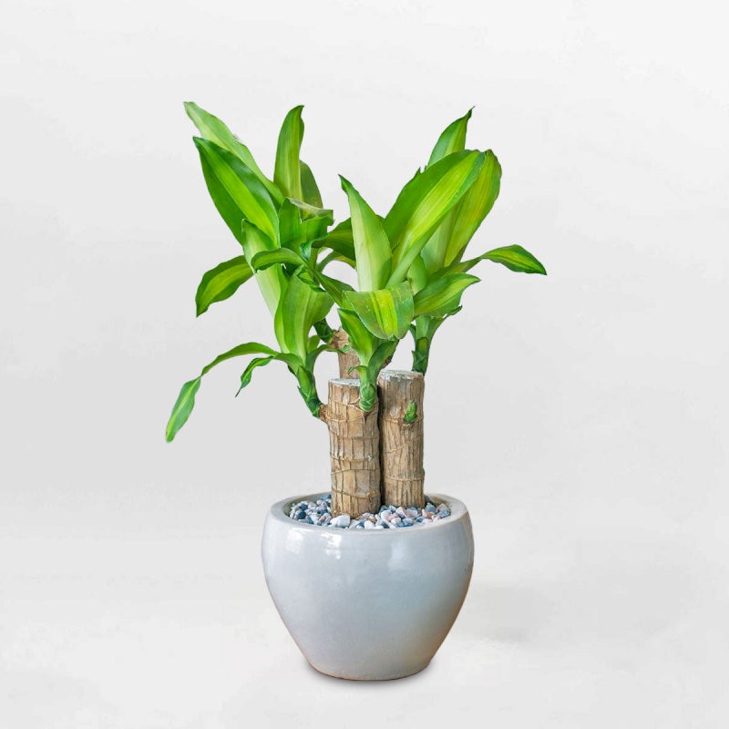 Gia chủ tuổi Mão nên lựa chọn cây Phát tài để trồng trước nhà nhằm thu hút tài lộc