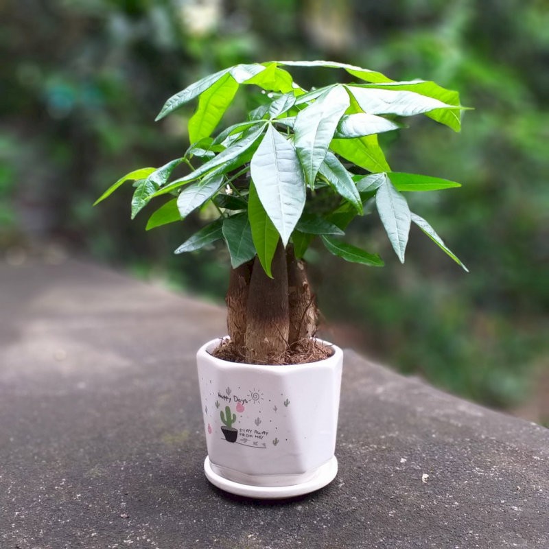 Gia chủ tuổi Tuất nên lựa chọn cây Kim ngân để trồng trước nhà giúp thu hút tài lộc