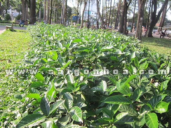 hang rao lai tay lai trau trong cong vien