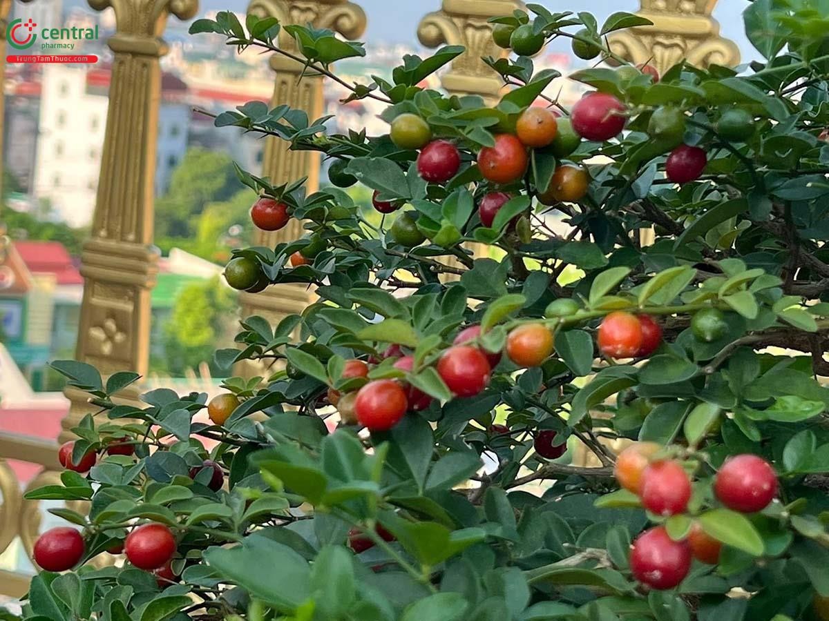 Hình ảnh quả Kim Quýt