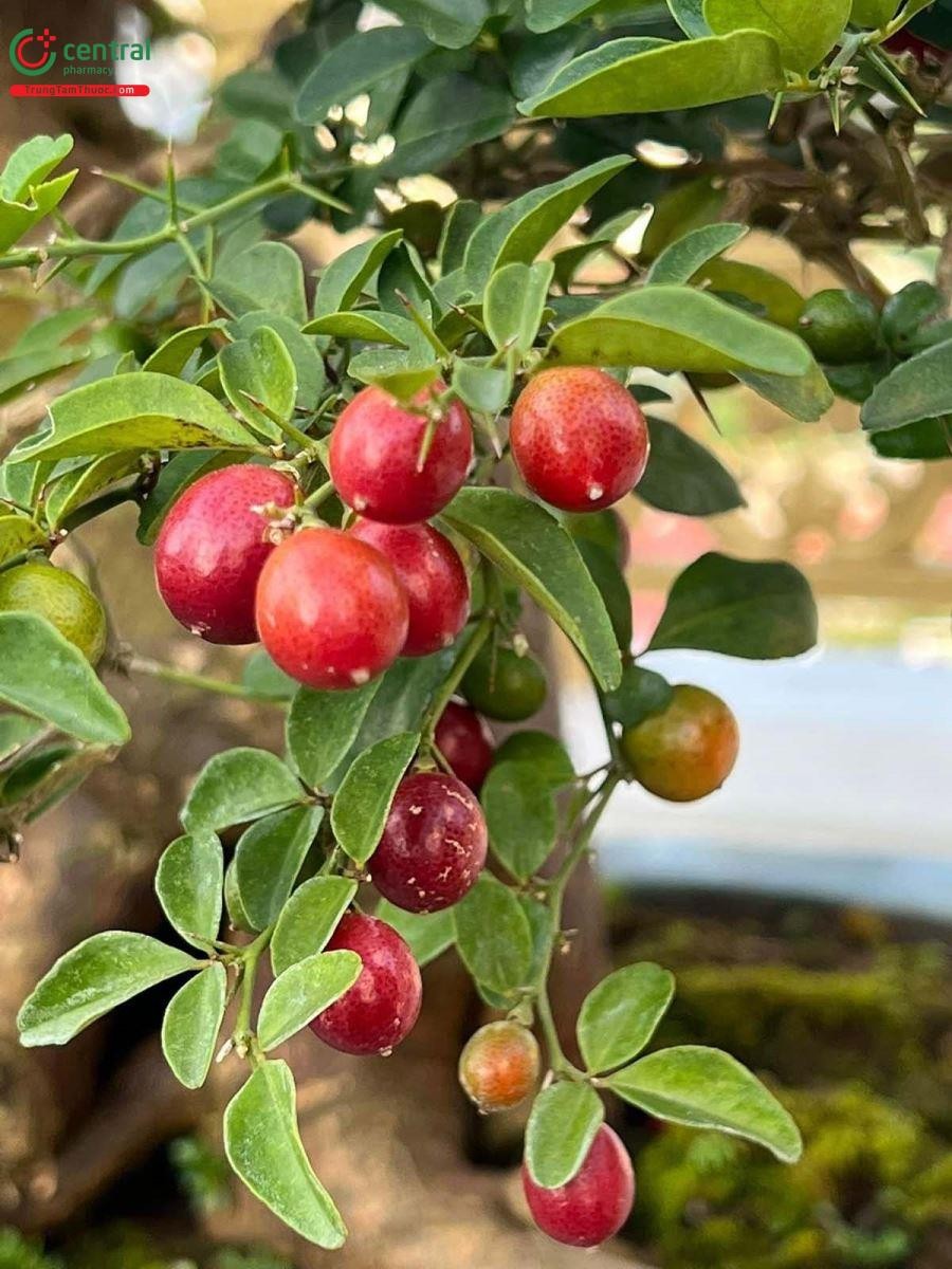 Hình ảnh quả Kim Quýt