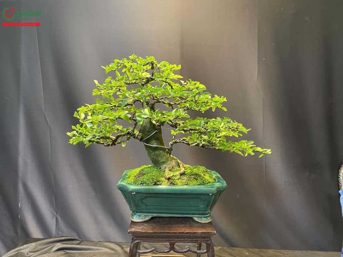 Hình ảnh cây Kim Quýt bonsai đẹp ở Việt Nam