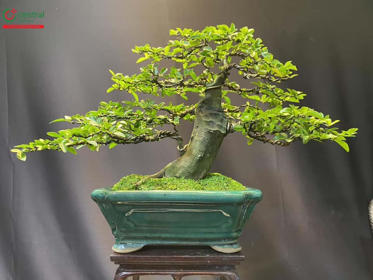 Hình ảnh cây Kim Quýt bonsai đẹp ở Việt Nam