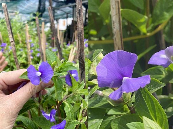 Những chùm hoa bướm xanh tím nở rộ