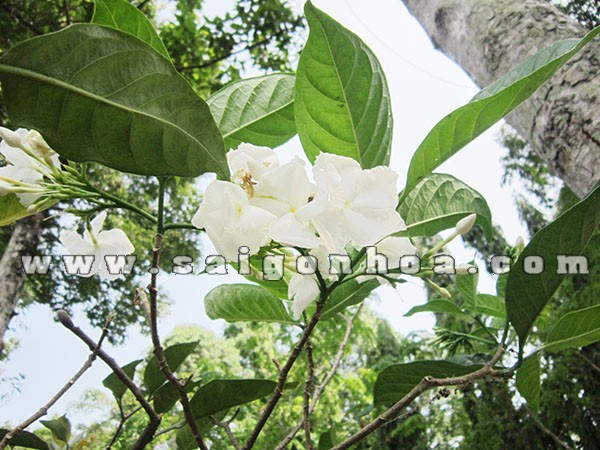 hoa lai tay 1