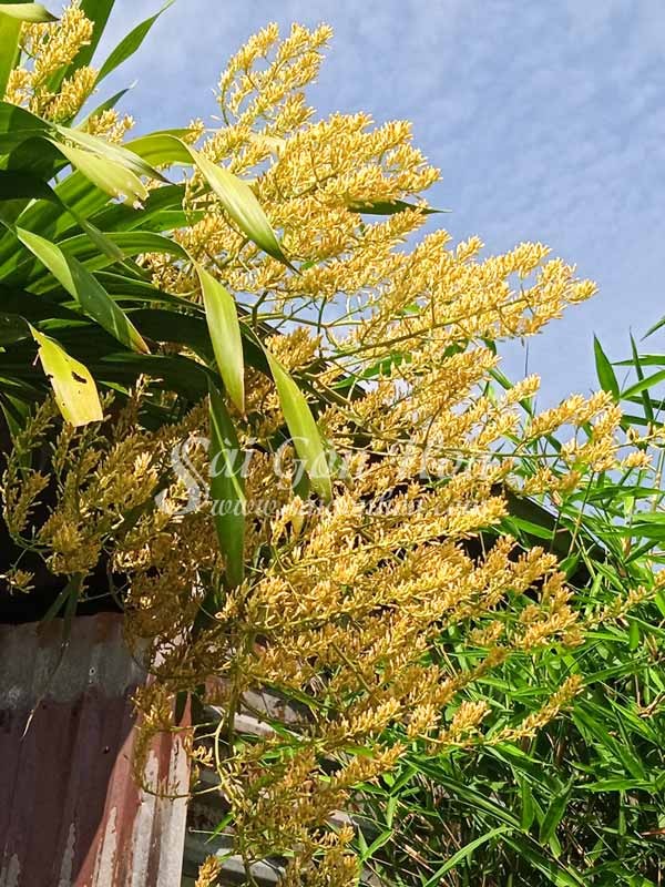 Cây Phát Tài Núi nở hoa rực rỡ trong khu vườn.