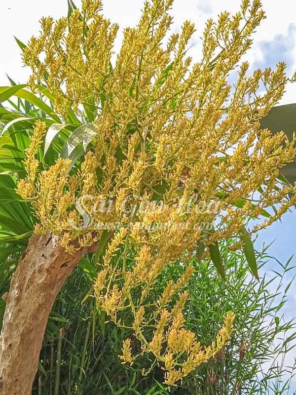 Hoa phát tài núi màu vàng rực rỡ tạo điểm nhấn cho cảnh quan.