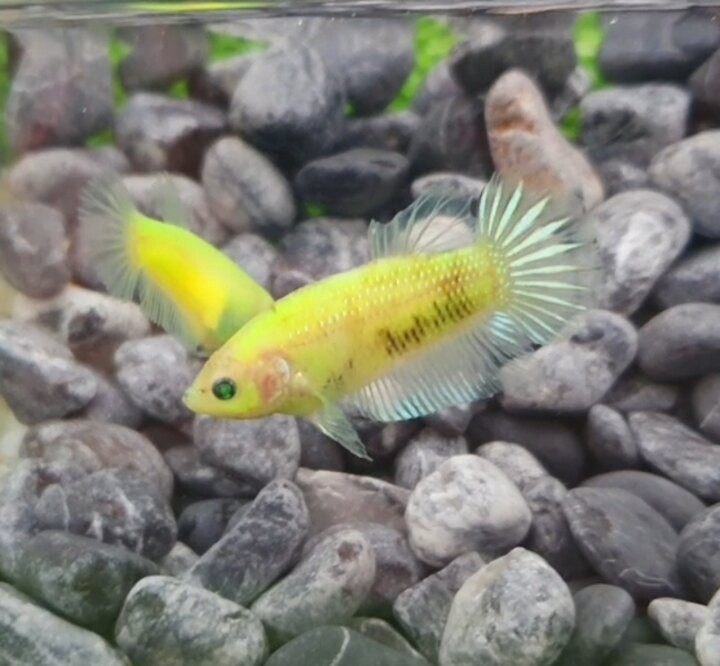 Cận cảnh vẻ đẹp độc đáo của cá Betta Crowntail với bộ vây như vương miện.