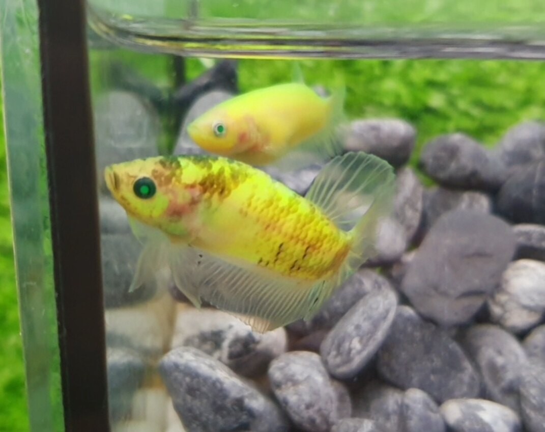 Cá Betta Halfmoon khoe bộ vây tròn đầy quyến rũ.