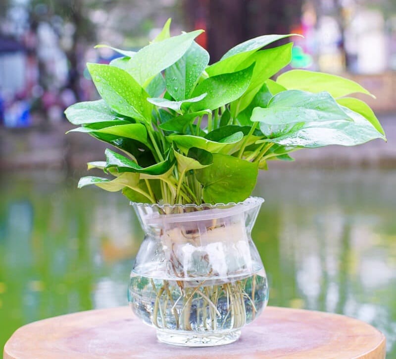 Cây Vạn Niên Thanh trồng trong môi trường thủy sinh, khoe bộ rễ trắng