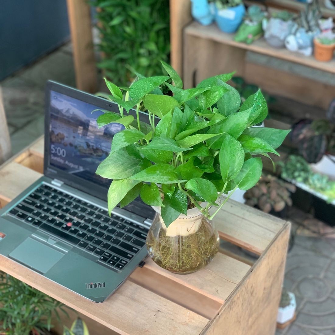 Bộ rễ trắng của cây Vạn Niên Thanh thủy sinh, thích hợp với mệnh Thủy
