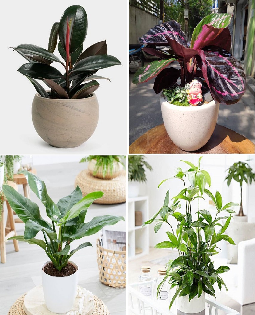 Cây hồng môn với sắc đỏ rực rỡ, mang lại may mắn cho gia chủ mệnh Hỏa