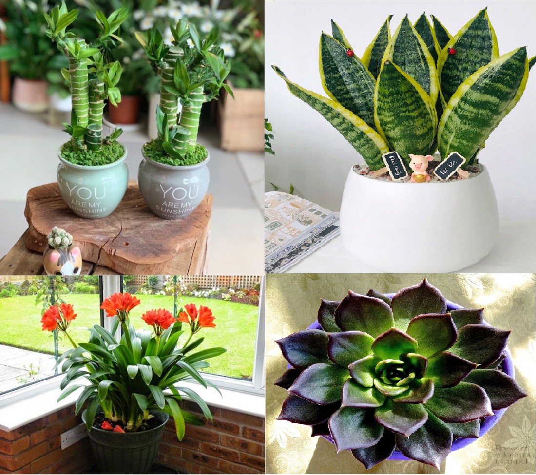 Cây lưỡi hổ với màu sắc đất, hợp với gia chủ mệnh Thổ